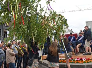 Tijdens de Meiboomplanting in 2025 helpt de lokale chiro Albatros uit Tollembeek met het opzetten van de meiboom.